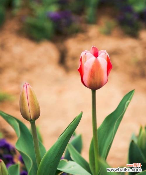 了解郁金香花语,感受其独特的寓意 郁金香花语与寓意