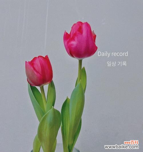 探索郁金香花语背后的寓意与文化底蕴 郁金香花语的含义与传承