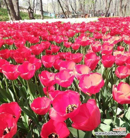 揭秘郁金香的神秘之美——花数对应的不同含义 郁金香的花语与寓意