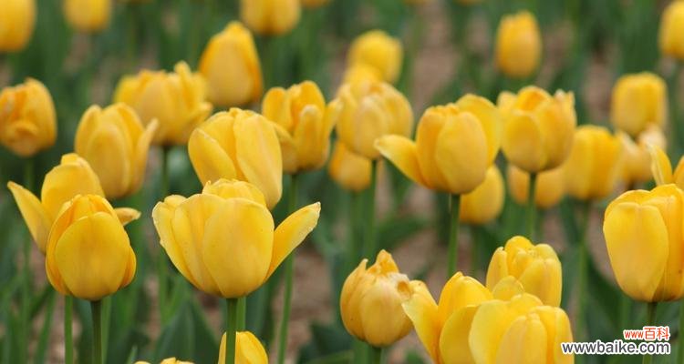 传递爱情、美丽与希望的花朵 郁金香的寓意与象征意义