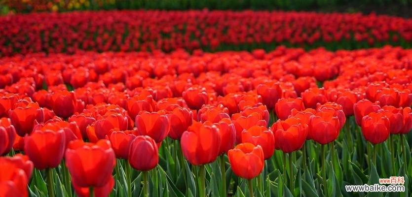 探寻郁金香的美丽与花语 郁金香