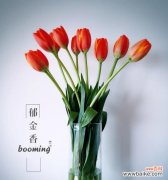 探寻郁金香的美丽与花语 郁金香