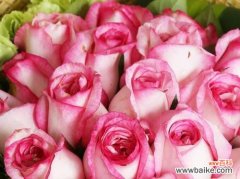 32朵玫瑰花语传达爱情的美好祝福和承诺 32朵玫瑰的花语传递爱的深情