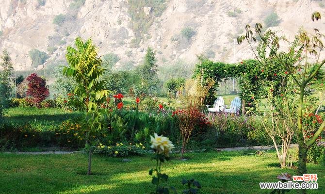 哪种花的花语代表美艳与狡猾?探索花语中的复杂情感?