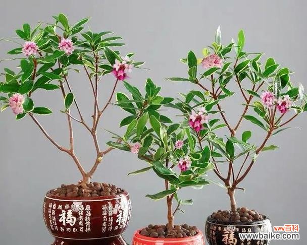 瑞香盆栽的花语有何特殊含义?