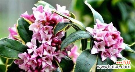 瑞香盆栽的花语有何特殊含义?