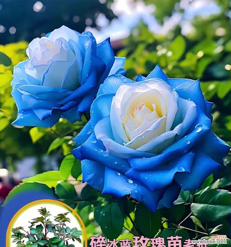 碎冰蓝的全部花语是什么?碎冰蓝代表了哪些情感?