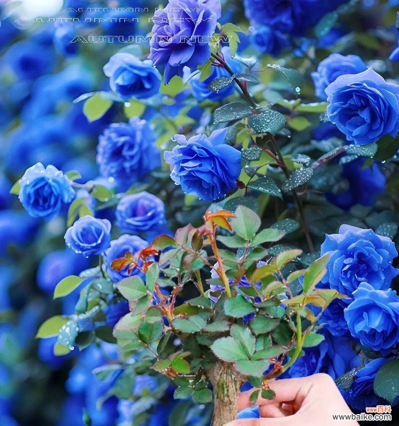 碎冰蓝的全部花语是什么?碎冰蓝代表了哪些情感?