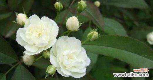 异地相见时应该送什么花?花语中异地相见的花有哪些?