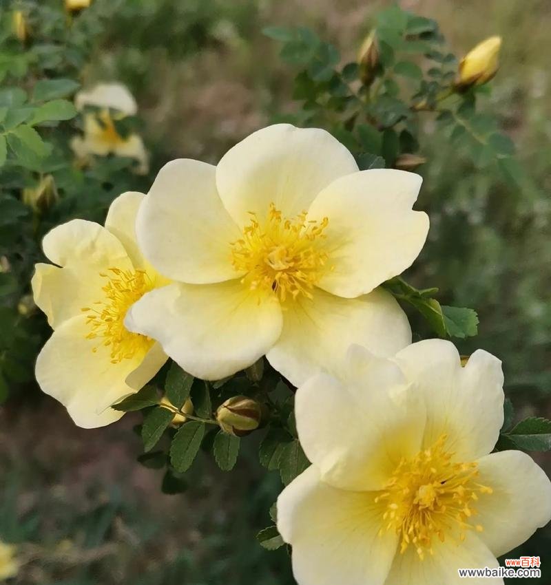 菩萨树的花语有何特殊含义？它象征着什么？