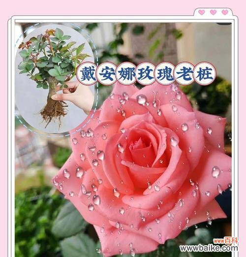 四季更迭花语分别是什么?春夏秋冬各代表什么花语?