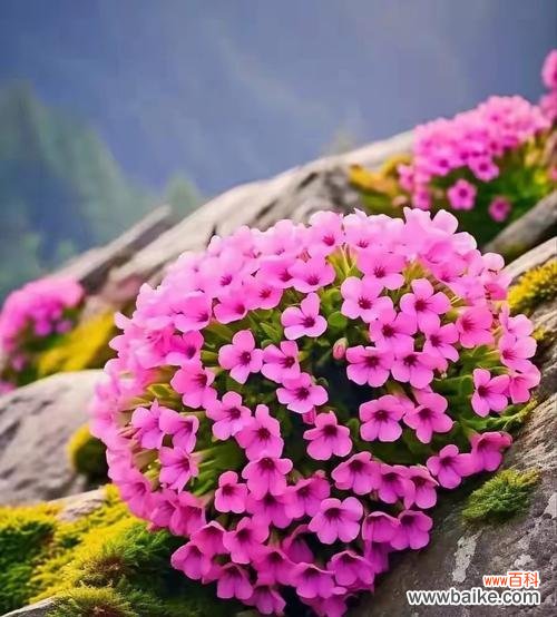 简单顽强的花语象征哪种花?花语有何深意?