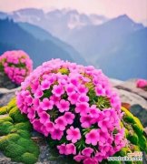 简单顽强的花语象征哪种花？花语有何深意？