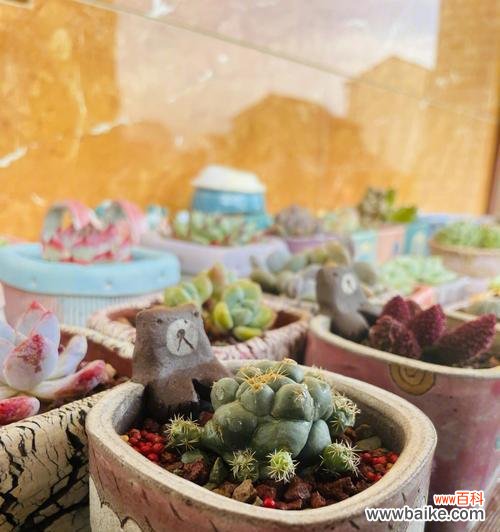 朱紫玉的花语和寓意是什么?朱紫玉花语有何特殊含义?