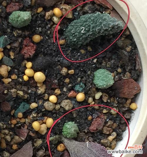 朱紫玉的花语和寓意是什么?朱紫玉花语有何特殊含义?