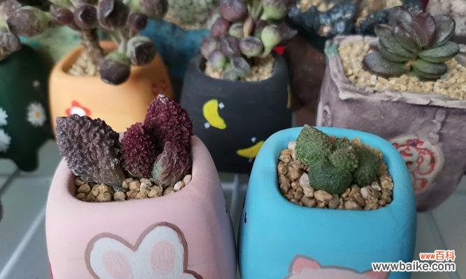 朱紫玉的花语和寓意是什么?朱紫玉花语有何特殊含义?