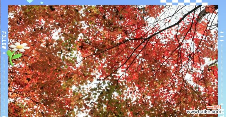 枫叶的搞笑花语背后隐藏了什么？