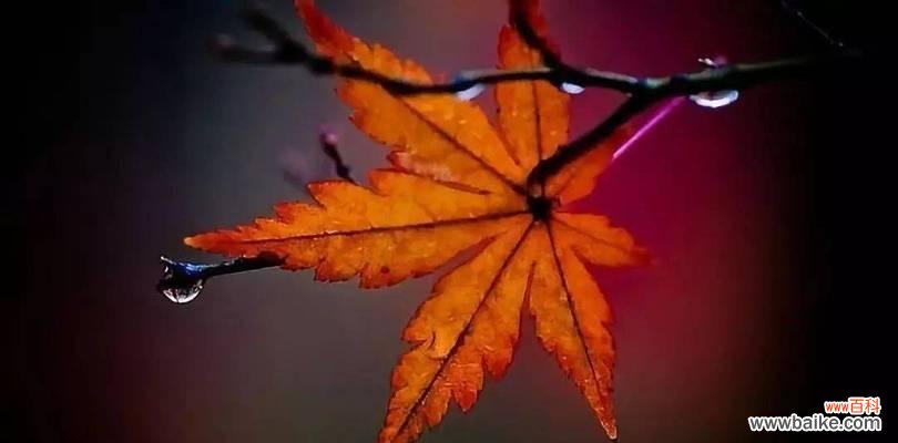 枫叶的搞笑花语背后隐藏了什么？