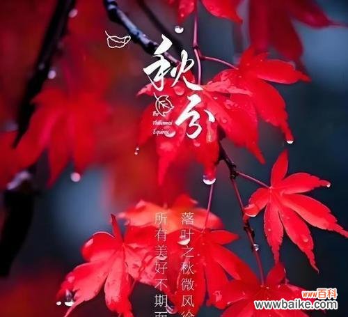 枫叶的搞笑花语背后隐藏了什么？