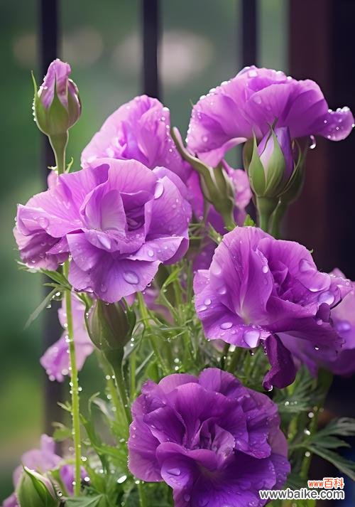 紫色和白色丝带玫瑰花的花语是什么?它们有何象征意义?