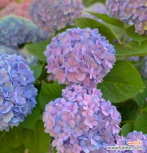 紫色和白色丝带玫瑰花的花语是什么?它们有何象征意义?