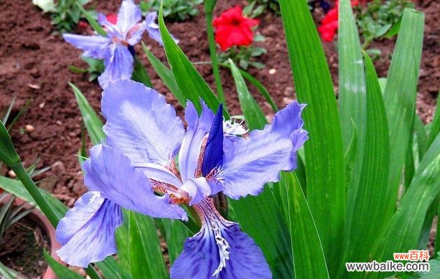 探索鸢尾花的文化意义与象征 鸢尾花