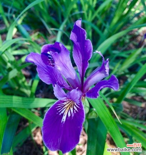 解读鸢尾花的花语与意义 鸢尾花语之美与神秘