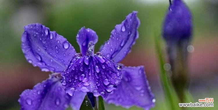 探寻鸢尾草花语的深层意义与神秘背后的传说 鸢尾草花语的含义与传说