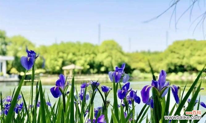 探寻鸢尾花的寓意与象征意义 鸢尾花