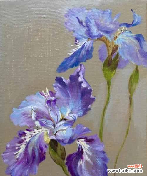 探寻鸢尾花的寓意与象征意义 鸢尾花