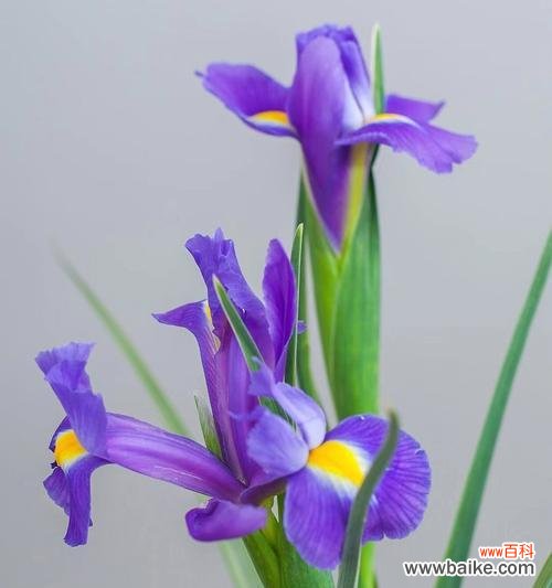 追寻鸢尾花的深意,探寻传说背后的真相 鸢尾花的花语与传说