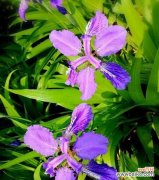 揭开鸢尾花语的神秘面纱，寓意深远的花卉密码 鸢尾花花语