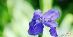 揭示巴西鸢尾兰花的神秘面纱，传递深刻的情感和寓意 以巴西鸢尾兰花语为主题的魅力与寓意