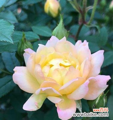 探索月季花的文化内涵及美学价值 月季花的寓意与象征