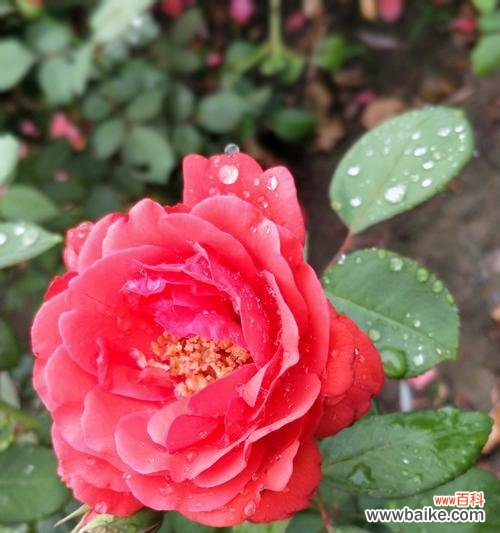 探索月季花的文化内涵及美学价值 月季花的寓意与象征