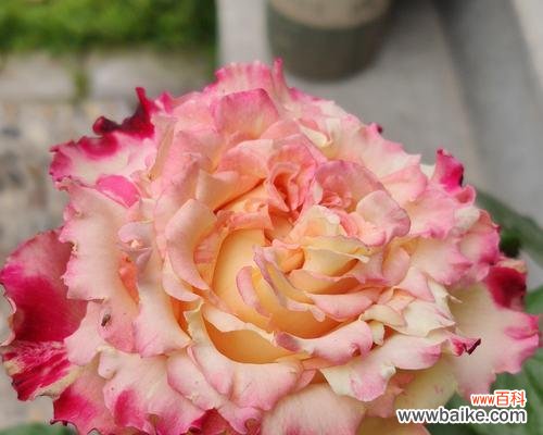 月季花语的意义与传承 月季花的花语浅析