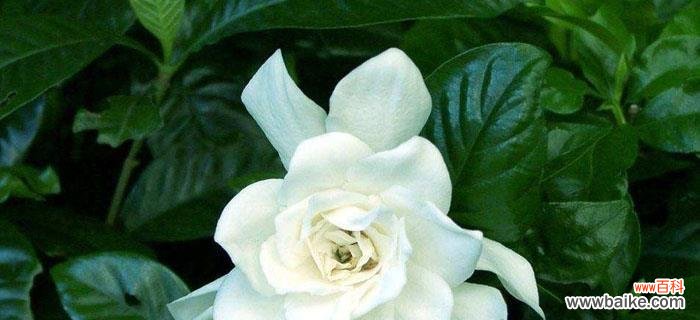 沐浴月光，绽放心灵的芬芳永恒之花 月光花语