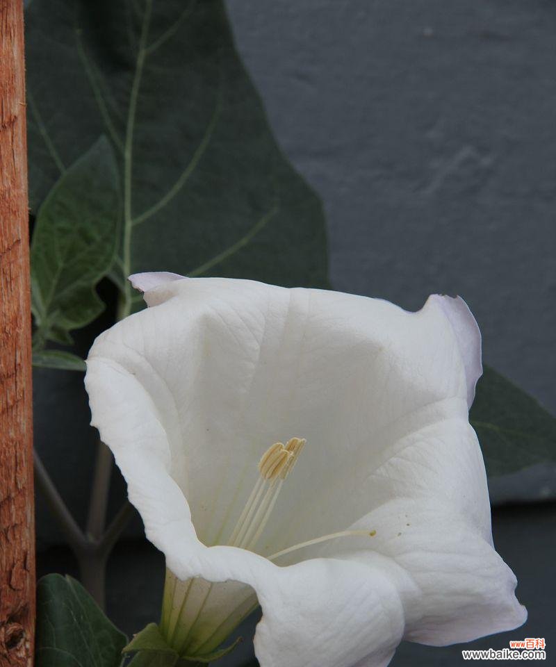 沐浴月光，绽放心灵的芬芳永恒之花 月光花语