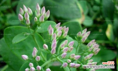 探秘八宝景天的吉祥象征与布置指南 八宝景天的风水寓意与摆放位置