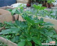 传统文化中的财运象征和寓意 以八方来财树开花的意义