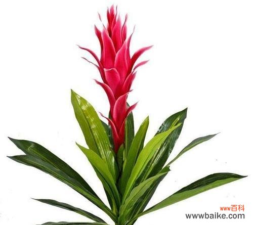 探索以巴西美人在风水中的神秘力量 以巴西美人