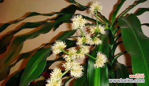 探索巴西木花的美丽寓意 以巴西木的花语和寓意