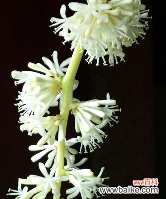 揭示这种木花的独特含义 以巴西木花语和寓意的魅力