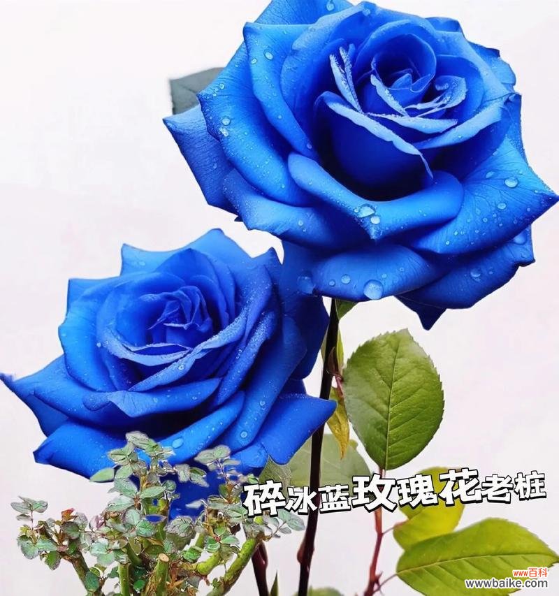 48支玫瑰花的花语是什么？它代表了什么特别的意义？