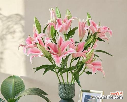 马尔她蓝百合花语有何特别之处?