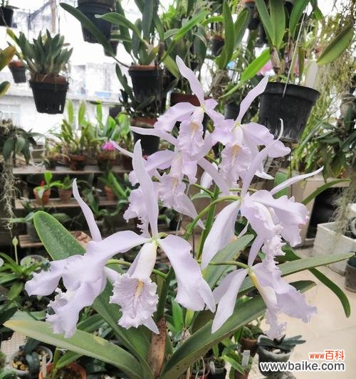 马尔她蓝百合花语有何特别之处?