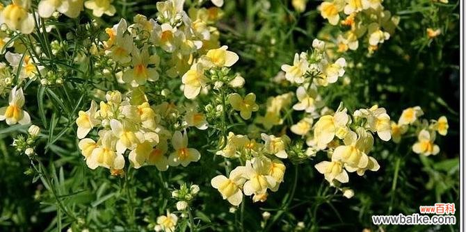 6枝茉莉花花语是什么意思？军中姐妹花语指的是哪种花？