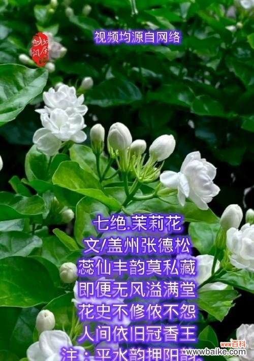 6枝茉莉花花语是什么意思？军中姐妹花语指的是哪种花？