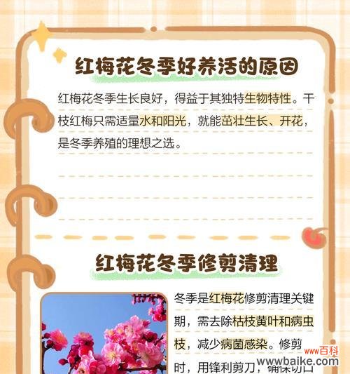 我的小宝贝花语是什么?它象征着怎样的情感?