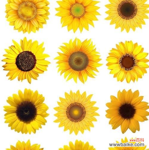 我的小宝贝花语是什么?它象征着怎样的情感?